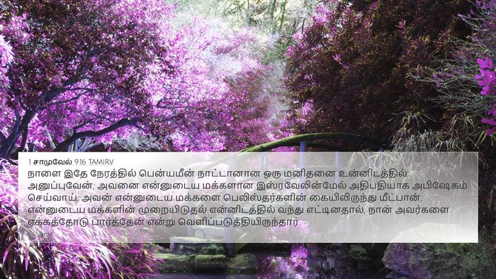 1 சாமுவேல் 9:16 TAMIRV 4K Wallpaper - நாளை இதே - 4K Wallpaper Bible Verse