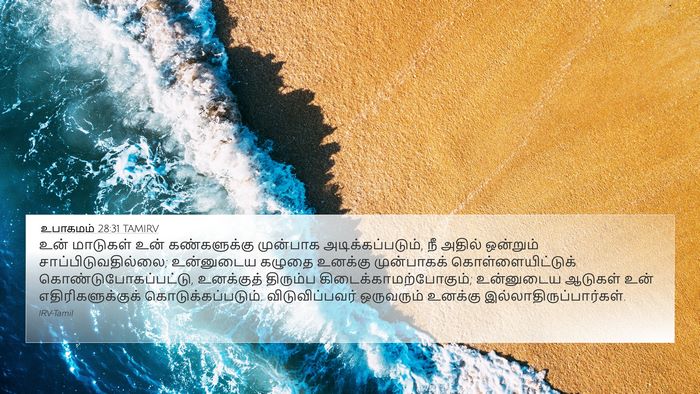 உபாகமம் 28:31 TAMIRV 4K Wallpaper - உன் மாடுகள் உன் - 4K Wallpaper Bible Verse
