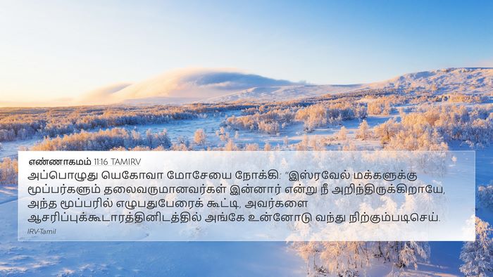 எண்ணாகமம் 11:16 TAMIRV Bible Verse Image