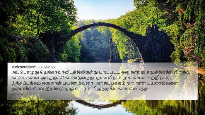 எண்ணாகமம் 11:31 TAMIRV Bible Verse Image