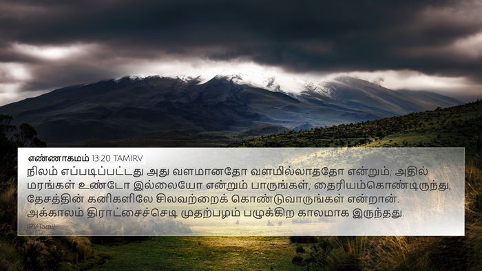 எண்ணாகமம் 13:20 TAMIRV 4K Wallpaper - நிலம் - 4K Wallpaper Bible Verse