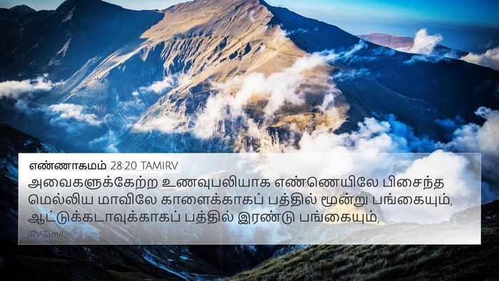 எண்ணாகமம் 28:20 TAMIRV Bible Verse Image