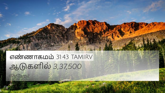 எண்ணாகமம் 31:43 TAMIRV 4K Wallpaper - ஆடுகளில் - 4K Wallpaper Bible Verse