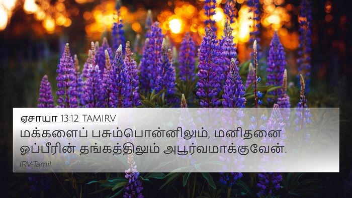 ஏசாயா 13:12 TAMIRV Bible Verse Image