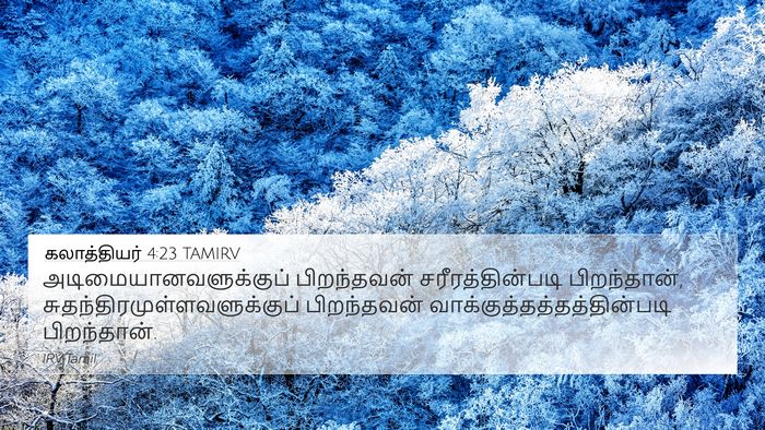 கலாத்தியர் 4:23 TAMIRV Bible Verse Image