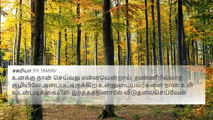 சகரியா 9:11 TAMIRV Bible Verse Image