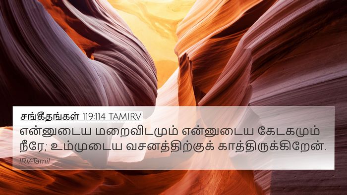சங்கீதங்கள் 119:114 TAMIRV Bible Verse Image