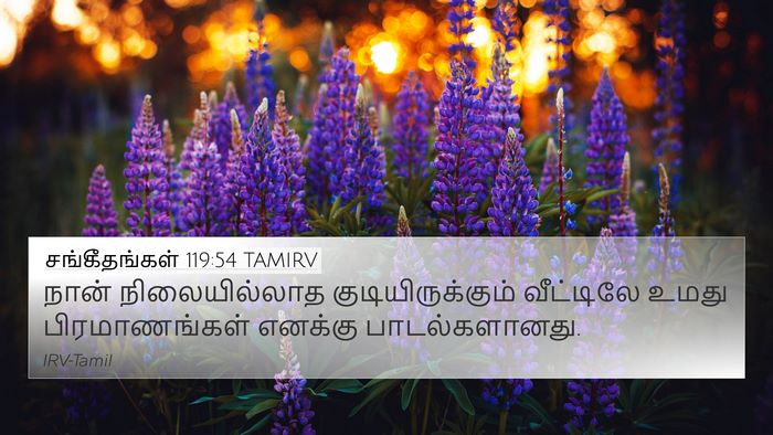 சங்கீதங்கள் 119:54 TAMIRV Bible Verse Image