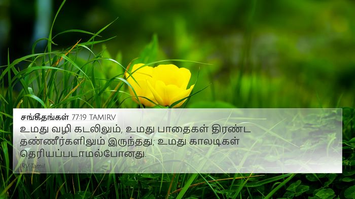 சங்கீதங்கள் 77:19 TAMIRV Bible Verse Image