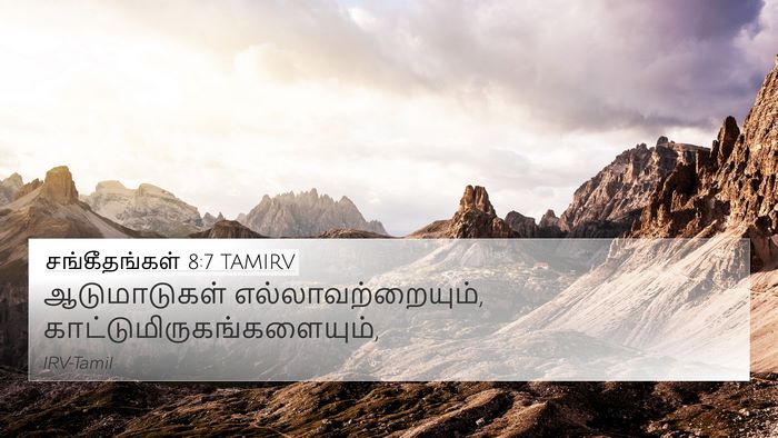 சங்கீதங்கள் 8:7 TAMIRV 4K Wallpaper - ஆடுமாடுகள் - 4K Wallpaper Bible Verse