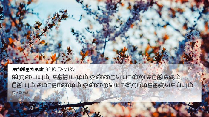 சங்கீதங்கள் 85:10 TAMIRV Bible Verse Image