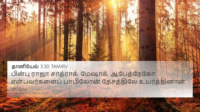 தானியேல் 3:30 TAMIRV Bible Verse Image