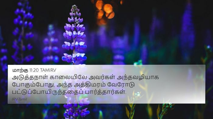 மாற்கு 11:20 TAMIRV Bible Verse Image