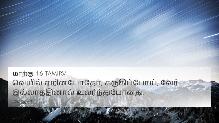 மாற்கு 4:6 TAMIRV 4K Wallpaper - வெயில் ஏறினபோதோ, - 4K Wallpaper Bible Verse