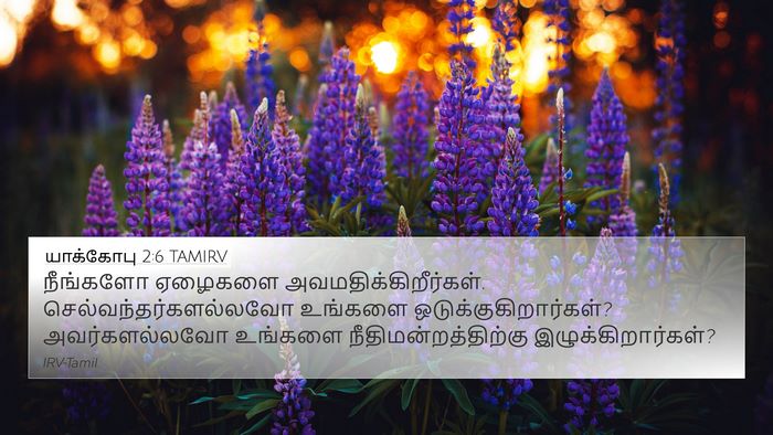 யாக்கோபு 2:6 TAMIRV Bible Verse Image