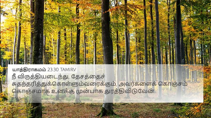 யாத்திராகமம் 23:30 TAMIRV Bible Verse Image