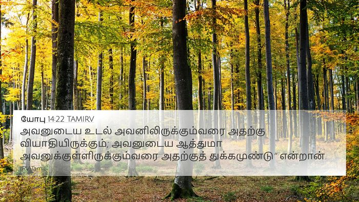 யோபு 14:22 TAMIRV 4K Wallpaper - அவனுடைய உடல் - 4K Wallpaper Bible Verse