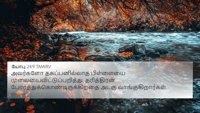 யோபு 24:9 TAMIRV Bible Verse Image