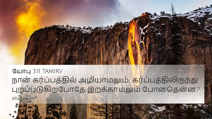 யோபு 3:11 TAMIRV Bible Verse Image