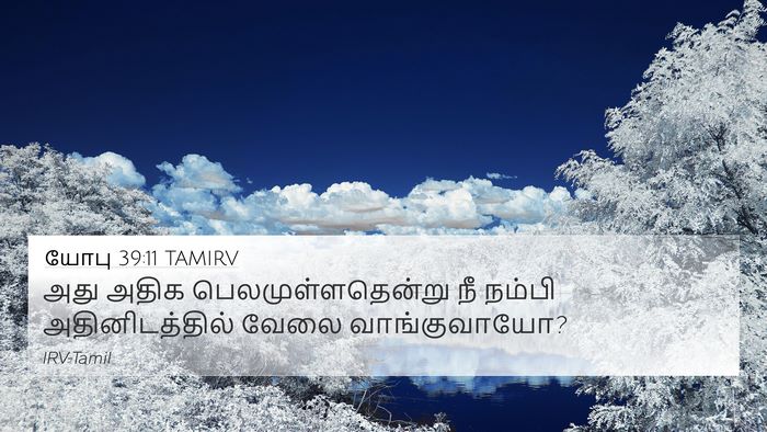 யோபு 39:11 TAMIRV 4K Wallpaper - அது அதிக - 4K Wallpaper Bible Verse