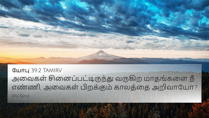 யோபு 39:2 TAMIRV 4K Wallpaper - அவைகள் - 4K Wallpaper Bible Verse