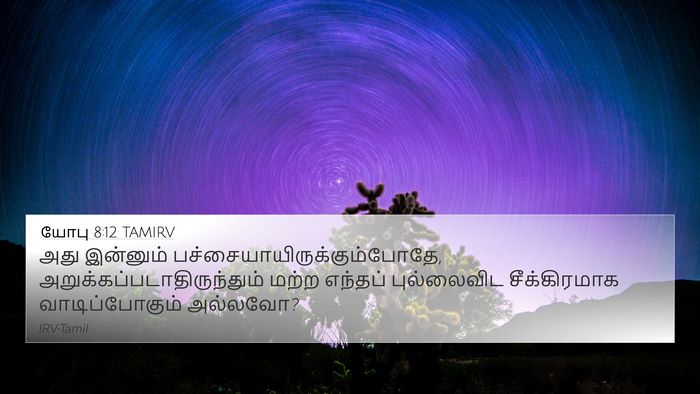 யோபு 8:12 TAMIRV 4K Wallpaper - அது இன்னும் - 4K Wallpaper Bible Verse