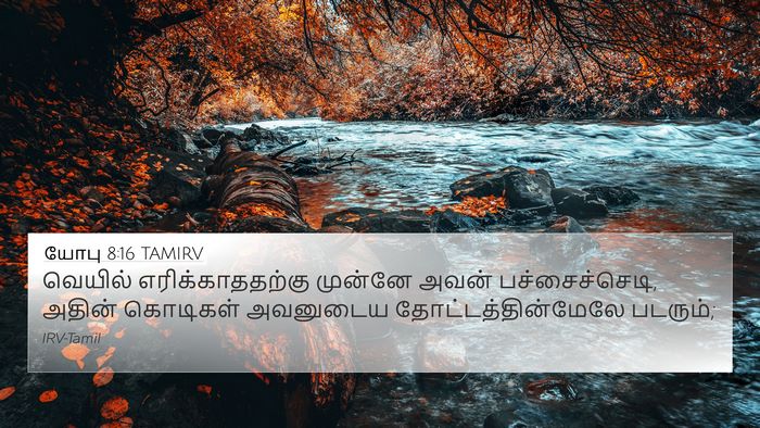 யோபு 8:16 TAMIRV Bible Verse Image