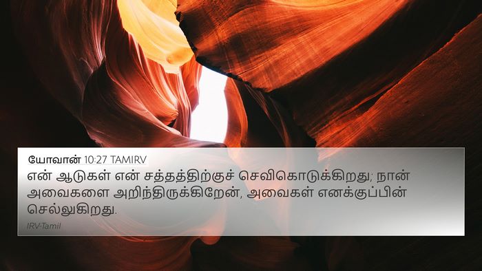 யோவான் 10:27 TAMIRV Bible Verse Image