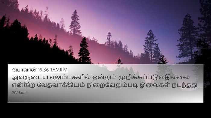 யோவான் 19:36 TAMIRV Bible Verse Image