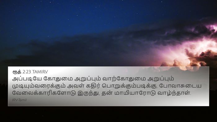 ரூத் 2:23 TAMIRV 4K Wallpaper - அப்படியே கோதுமை - 4K Wallpaper Bible Verse