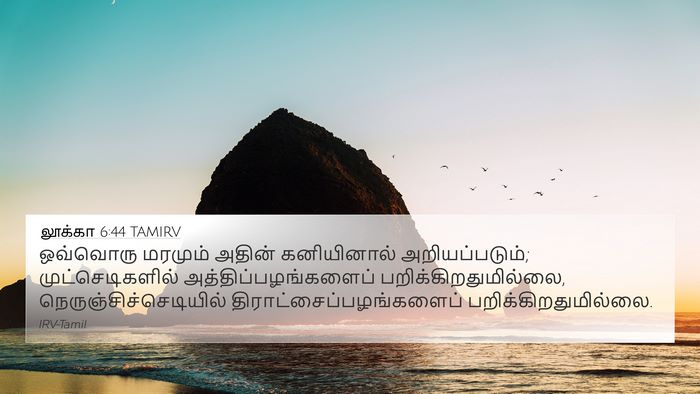 லூக்கா 6:44 TAMIRV 4K Wallpaper - ஒவ்வொரு மரமும் - 4K Wallpaper Bible Verse