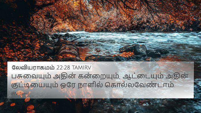 லேவியராகமம் 22:28 TAMIRV Bible Verse Image