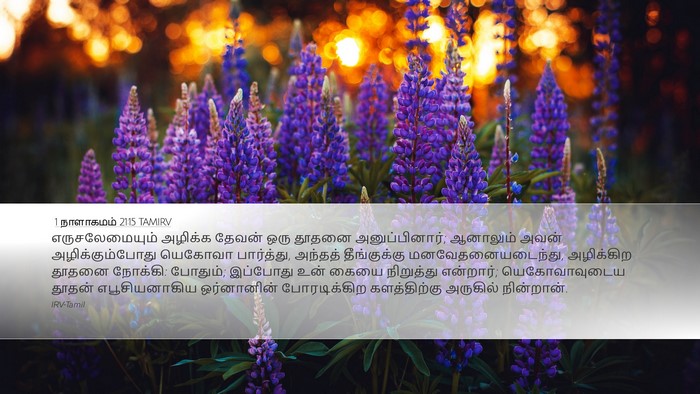 1 நாளாகமம் 21:15 TAMIRV Bible Verse Image
