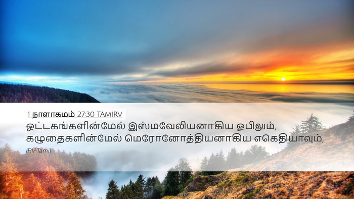 1 நாளாகமம் 27:30 TAMIRV Desktop Wallpaper - ஒட்டகங்களின்மேல் - Desktop Bible Verse Wallpaper
