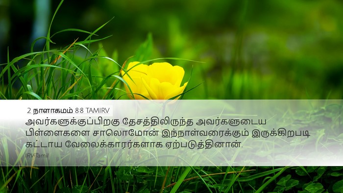 2 நாளாகமம் 8:8 TAMIRV Desktop Wallpaper -  - Desktop Bible Verse Wallpaper