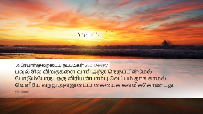 அப்போஸ்தலருடைய நடபடிகள் 28:3 TAMIRV Bible Verse Image