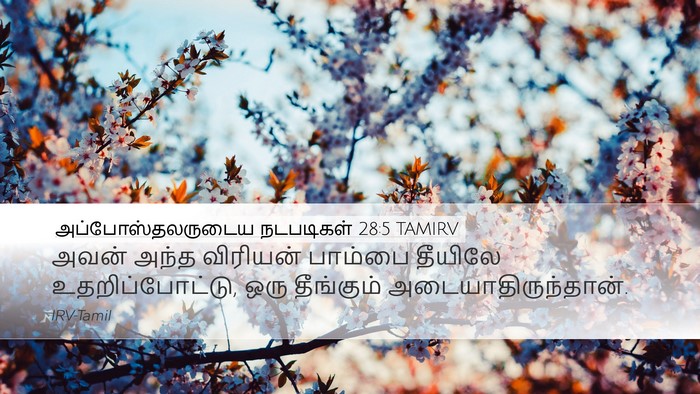 அப்போஸ்தலருடைய நடபடிகள் 28:5 TAMIRV Bible Verse Image