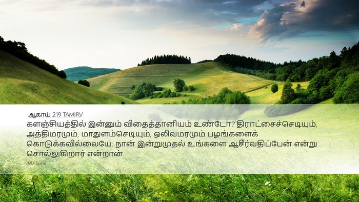 ஆகாய் 2:19 TAMIRV Bible Verse Image