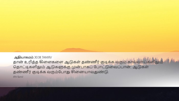 ஆதியாகமம் 30:38 TAMIRV Desktop Wallpaper - தான் உரித்த - Desktop Bible Verse Wallpaper