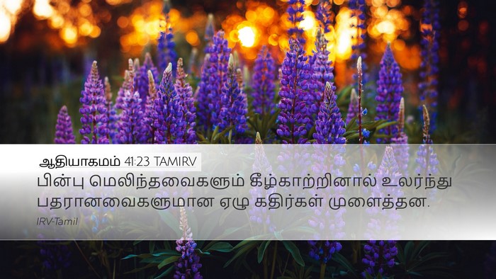 ஆதியாகமம் 41:23 TAMIRV Desktop Wallpaper - பின்பு - Desktop Bible Verse Wallpaper