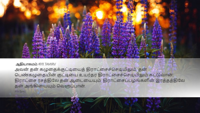 ஆதியாகமம் 49:11 TAMIRV Bible Verse Image