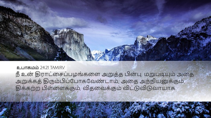உபாகமம் 24:21 TAMIRV Desktop Wallpaper - நீ உன் - Desktop Bible Verse Wallpaper