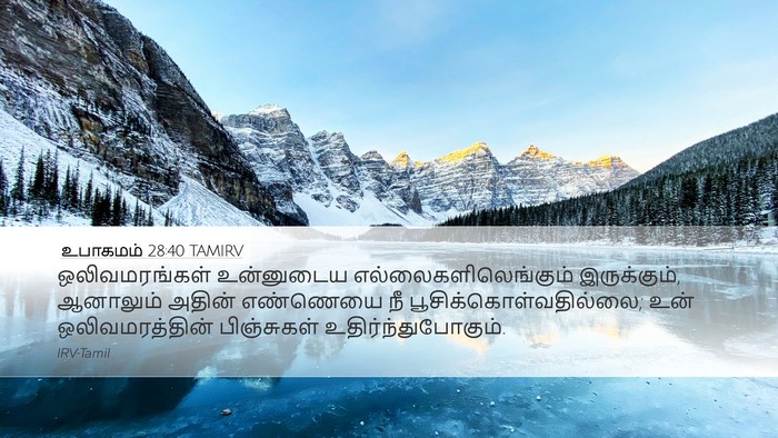 உபாகமம் 28:40 TAMIRV Desktop Wallpaper - ஒலிவமரங்கள் - Desktop Bible Verse Wallpaper