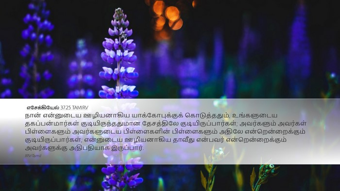 எசேக்கியேல் 37:25 TAMIRV Bible Verse Image