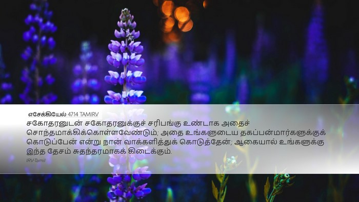 எசேக்கியேல் 47:14 TAMIRV Bible Verse Image