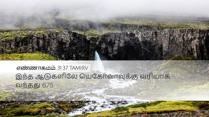 எண்ணாகமம் 31:37 TAMIRV Desktop Wallpaper - இந்த ஆடுகளிலே - Desktop Bible Verse Wallpaper