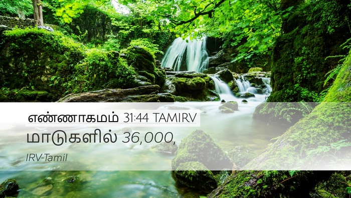 எண்ணாகமம் 31:44 TAMIRV Desktop Wallpaper - மாடுகளில் - Desktop Bible Verse Wallpaper