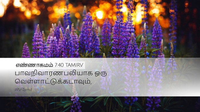 எண்ணாகமம் 7:40 TAMIRV Desktop Wallpaper - பாவநிவாரணபலியாக - Desktop Bible Verse Wallpaper