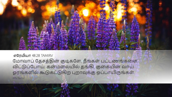 எரேமியா 48:28 TAMIRV Bible Verse Image