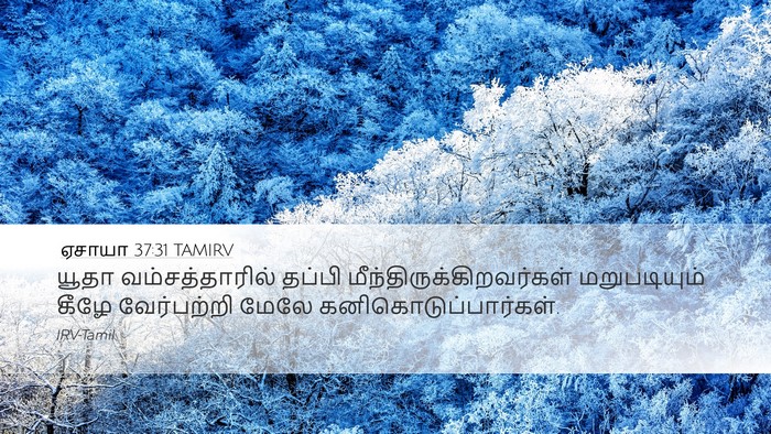 ஏசாயா 37:31 TAMIRV Bible Verse Image